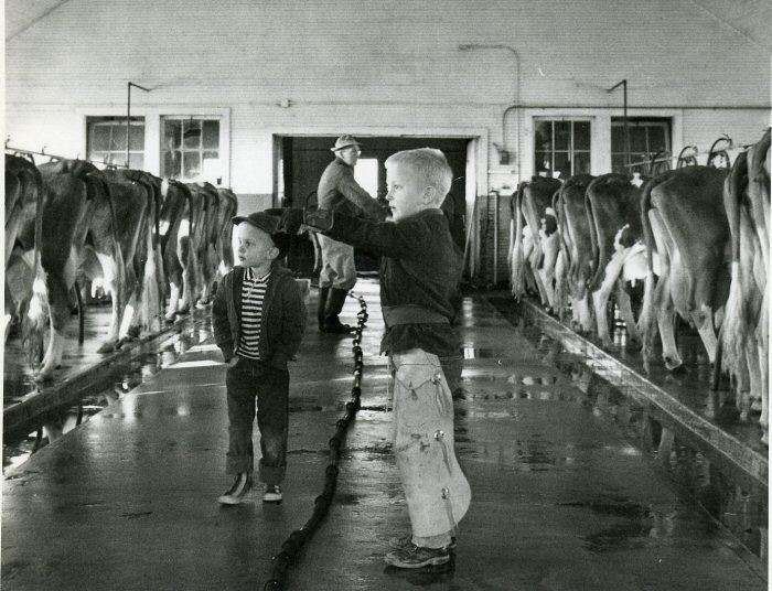 Two Boys Looking at Cattle Lined Up